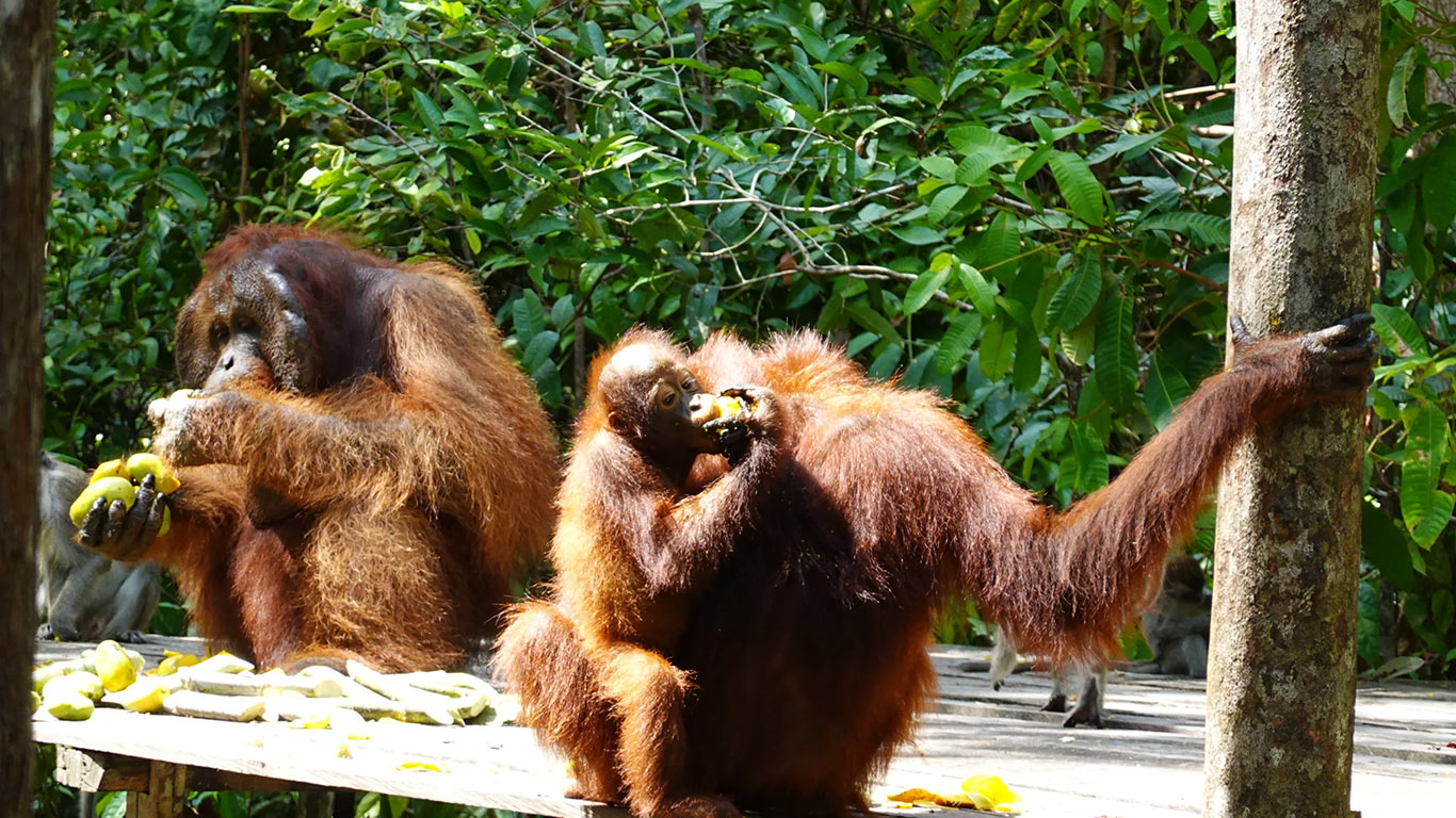 Ver-orangutanes-en-Borneo_