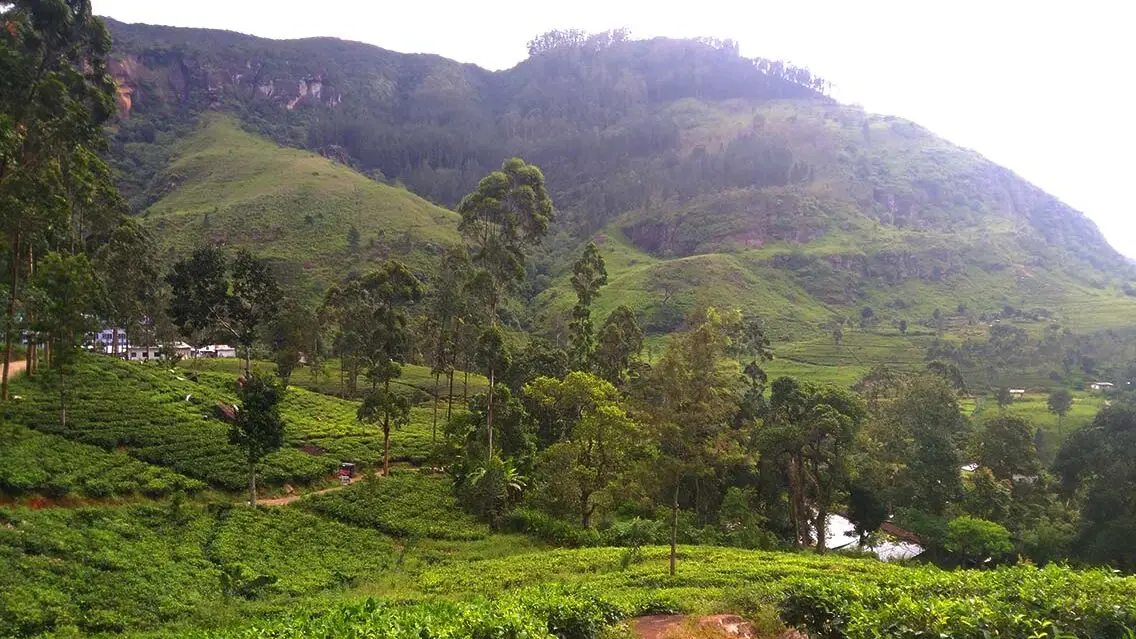 Kandy - Nuwara Eliya