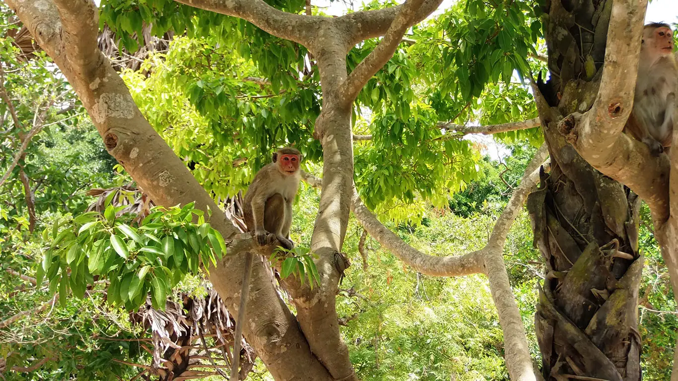 dambulla-a-polonnaruwa_