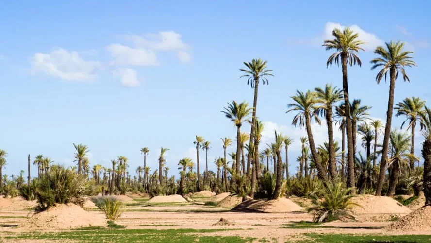 Dónde alojarse en Marrakech
