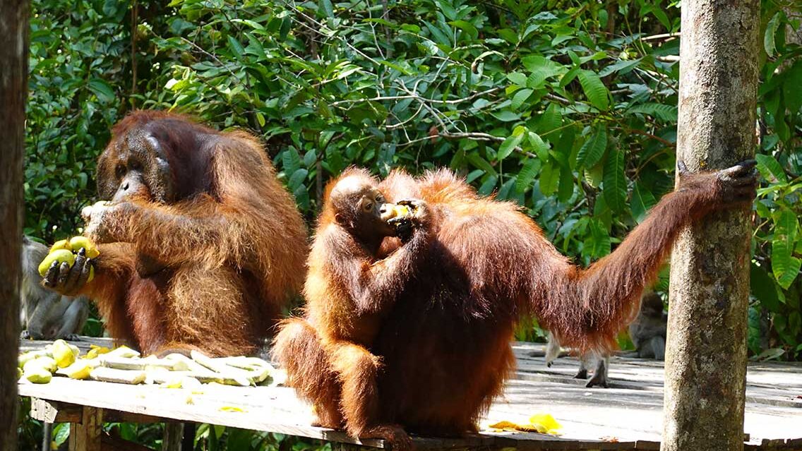 Parada en el primer campamento para ver a los orangutanes en libertad