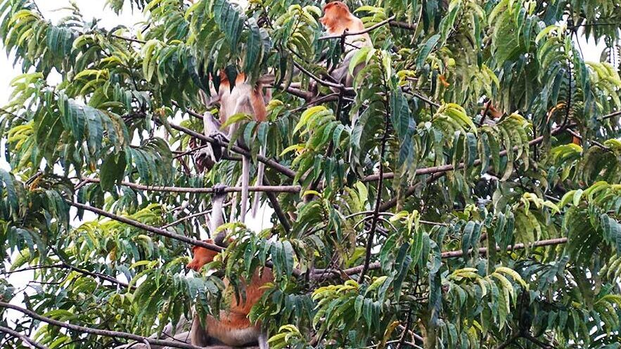 Narigudos por los árboles