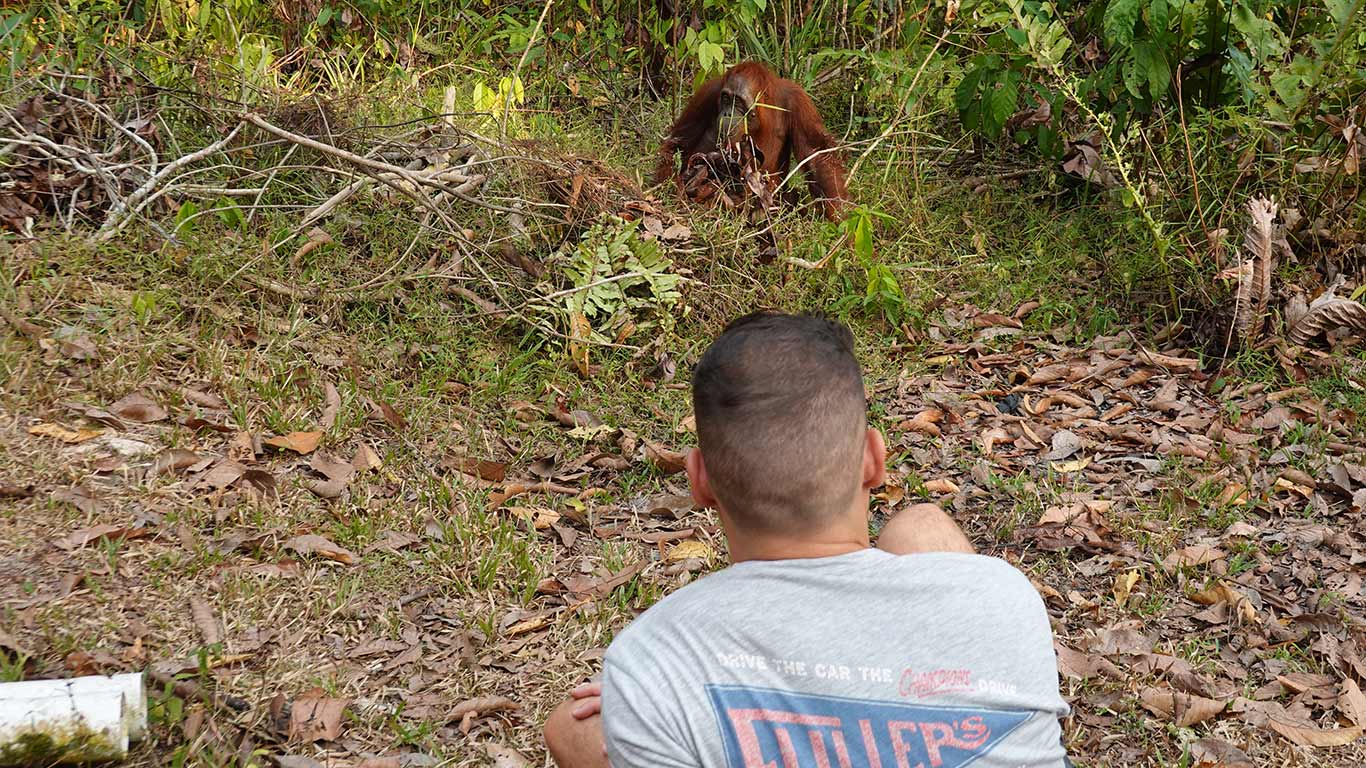 Viendo los orangutanes en los campamentos