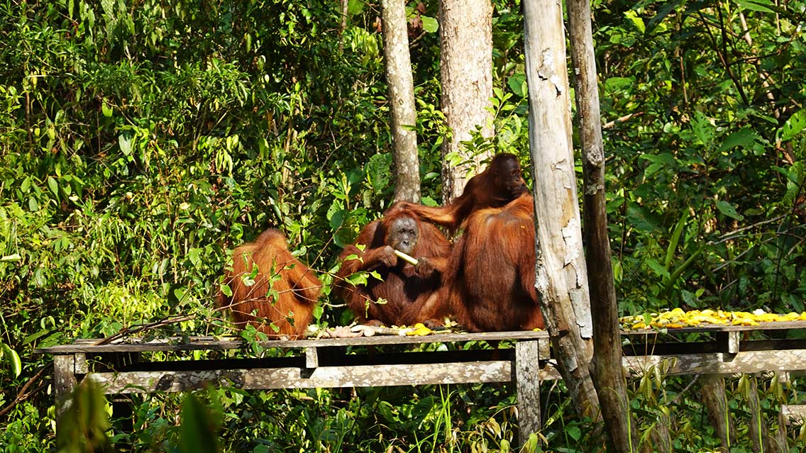 Excursión a Borneo a ver orangutanes