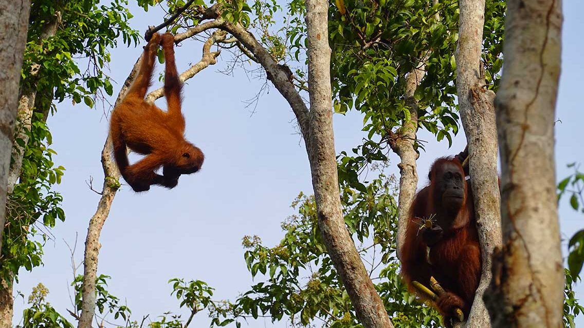 Viendo los orangutanes en los campamentos
