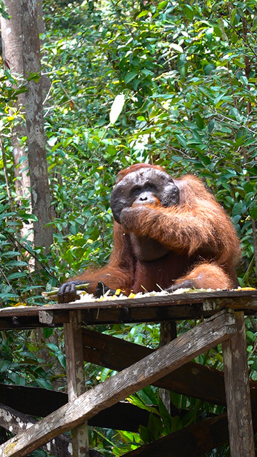 Visita Borneo en Klotok
