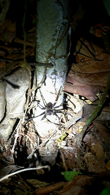 Excursión nocturna por la selva de Borneo