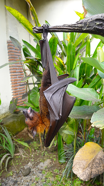 Murciélago en el Restaurante Lereng Agung
