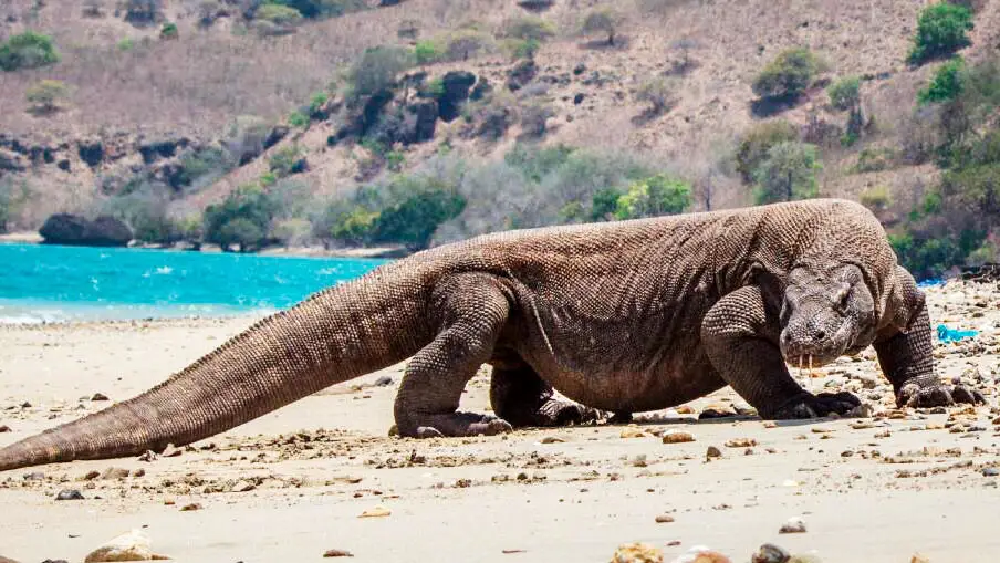 Komodo: en busca de los lagartos gigantes