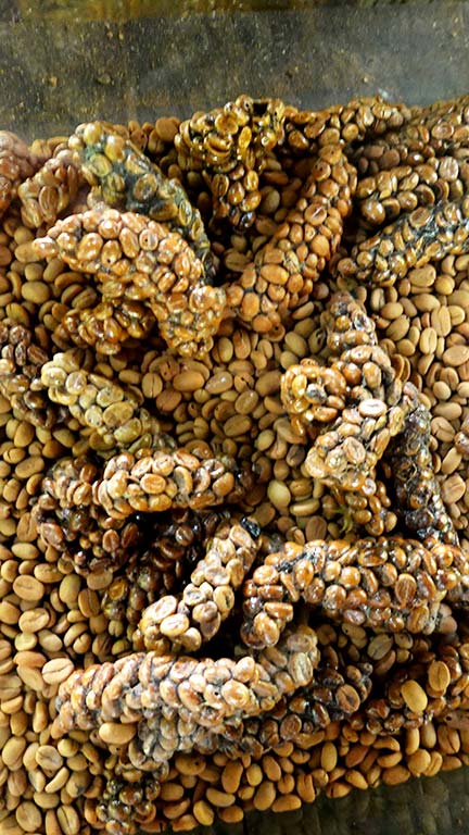 Satria Agrowisata - Cafe Luwak​