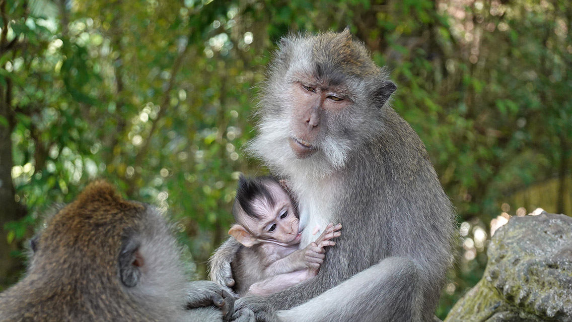 Monkey Forest​