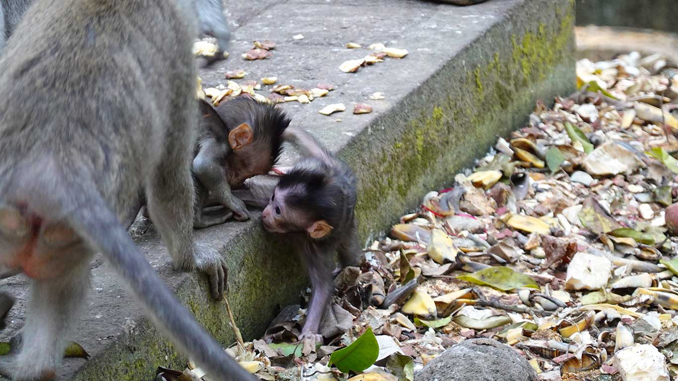 Monkey Forest Ubud