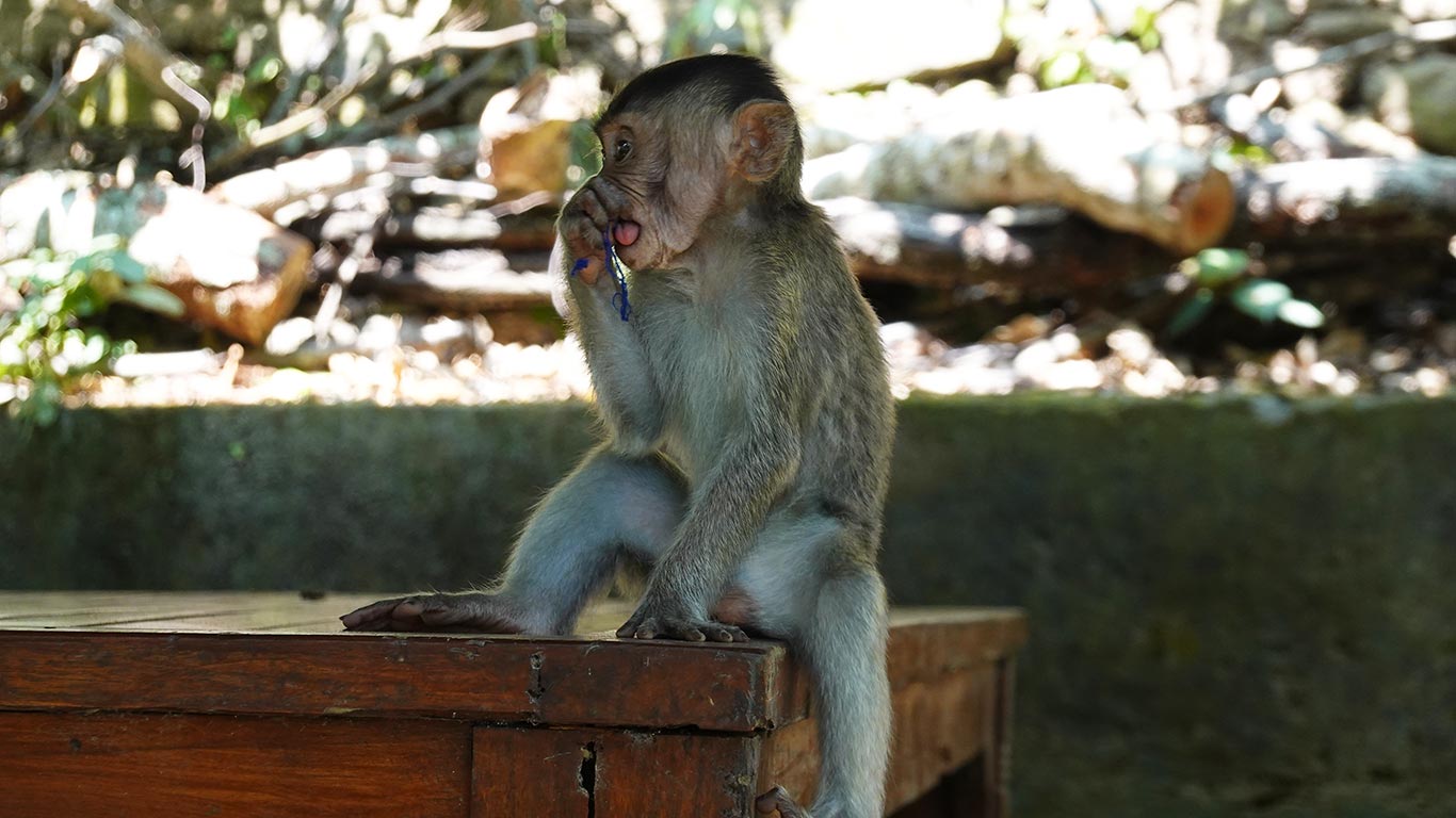 Monkey Forest Ubud