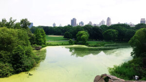 Parques-de-Nueva-York_