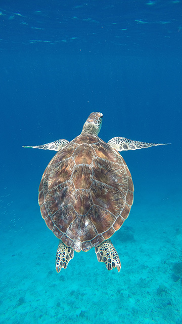 Tortuga en el mar de las islas Gili