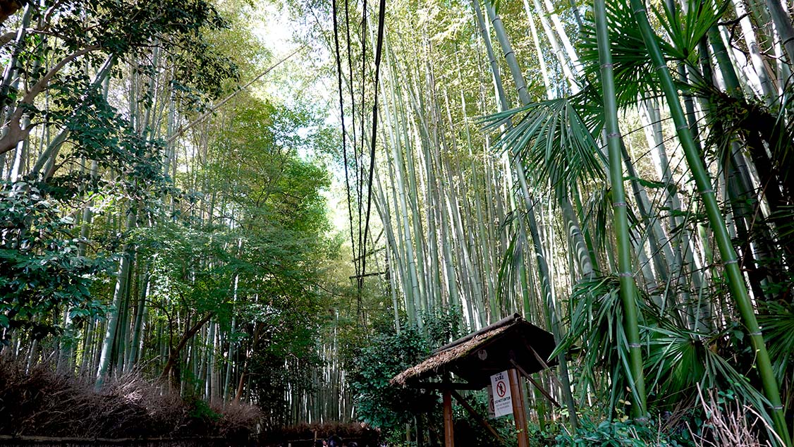 Bosque de bambú en el Templo Hokokuji