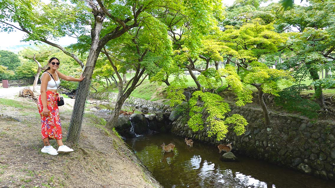 Verás a los ciervos en cualquier rincón del Parque Nara