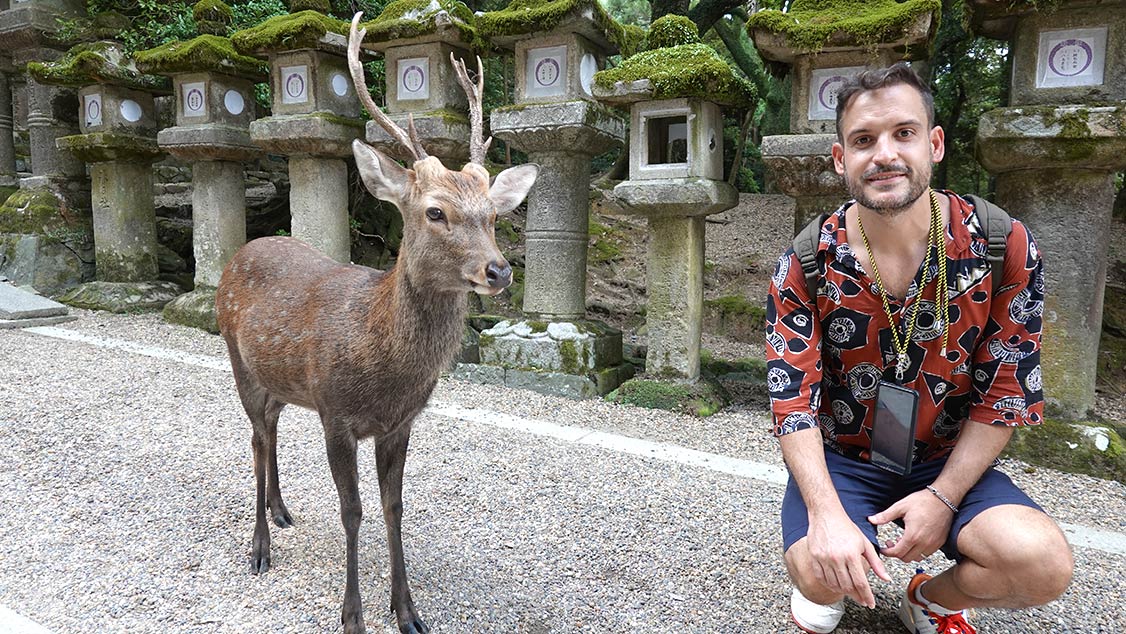 Ciervo en el parque de Nara