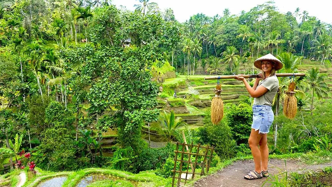 Arrozales en Indonesia