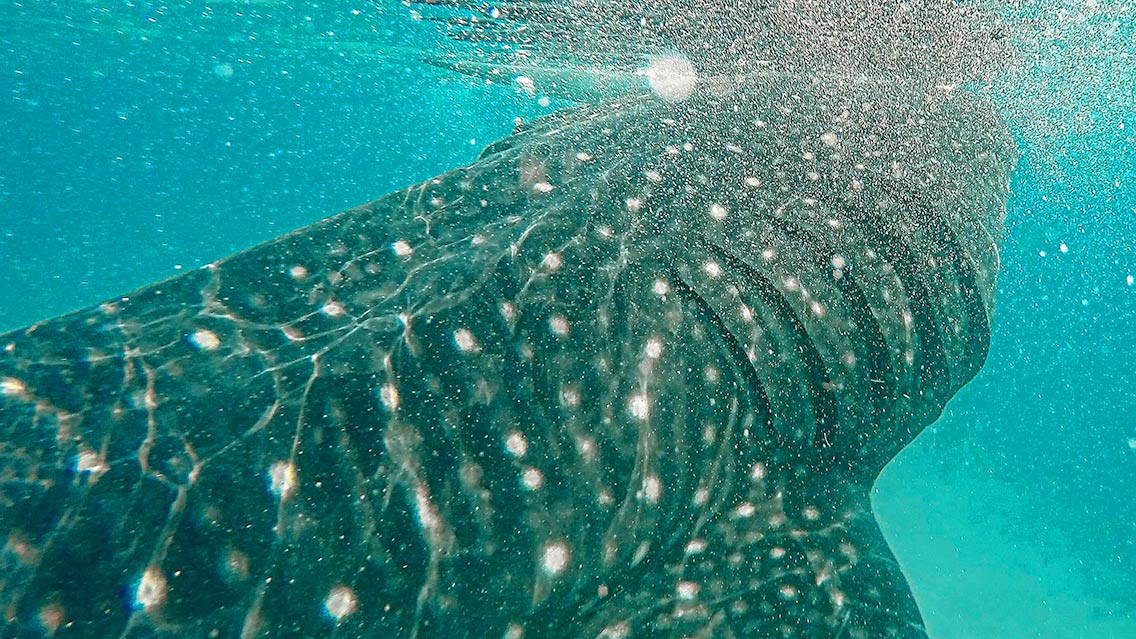 Excursión Tiburón Ballena e Isla Mujeres