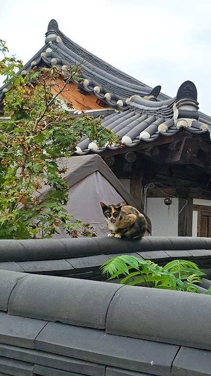 gato en casa Hanok
